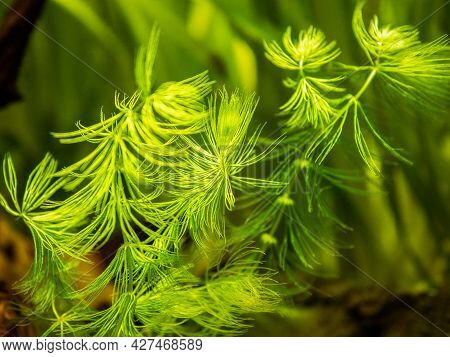 Selective Focus Of Hornwort Plant (ceratophyllum Demersum) On A Fish Tank - Macro Close Up