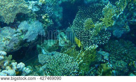 Rusty Parrotfish (scarus Ferrugineus) Female Undersea, Red Sea, Egypt, Sharm El Sheikh, Nabq Bay