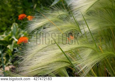Green Barley In The Clearing. Hordeum Jubatum