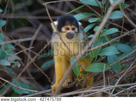 Closeup Head On Portrait Of Golden Squirrel Monkey (saimiri Sciureus) Sitting On Branch Looking At C