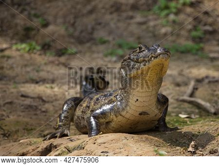 Closeup Of Black Caiman (melanosuchus Niger) On Riverbank Staring At Camera Pampas Del Yacuma, Boliv