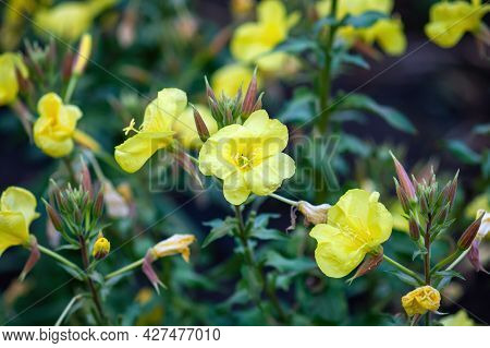 Yellow Flowers Of Evening Primrose In The Garden