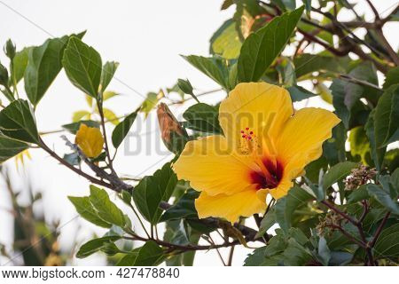 Hibiscus Brackenridgei Flower On Plant Opened In Summertime