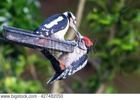 Female great spotted woodpecker, dendrocopos major, feeds her young male fledgeling seeds from a garden feeder. Hampshire, UK