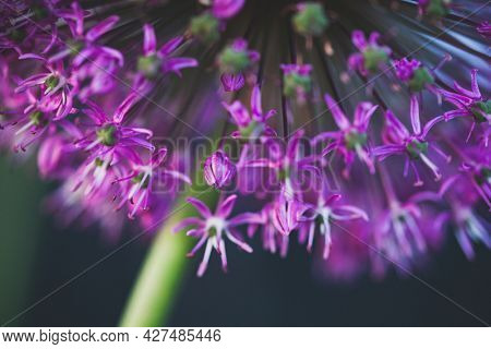 abstract purple giant allium flower
