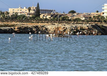Wetlands Of San Pedro Del Pinatar, Murcia Province, On A Sunny Day Of Summer. Flamingos In The Backg