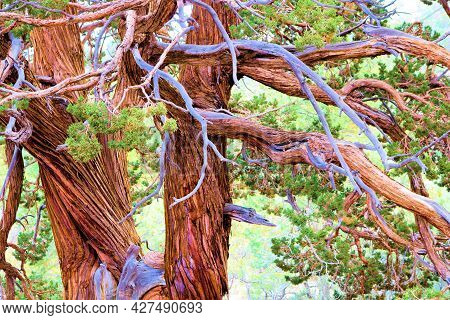 Twisted Branches And Bark On An Old Growth Cedar Tree Taken At A Coniferous Forest In The Rural San 