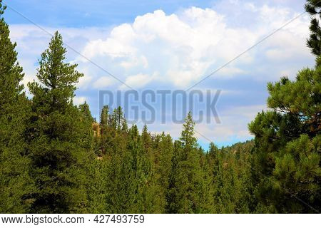 Lush Mountain Slopes Covered With An Alpine Pine Forest Taken On A Mountain Ridge At A Temperate Con