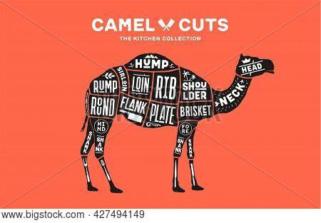 Camel, Dromedary. Scheme, Diagram, Chart Camel, Butcher Guide. Poster For Kicthen Or Bar Wall Design