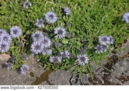 Globularia Cordifolia, The Heart-leaved Globe Daisy, Is Native To The Mountains Of Central And South