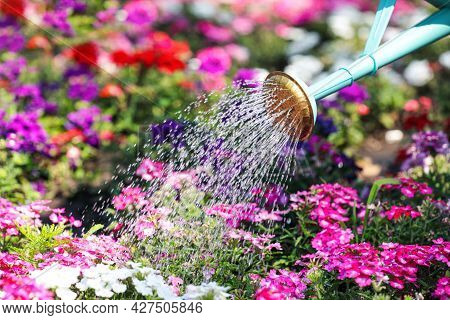 Watering Beautiful Flower Bed With Can Outdoors