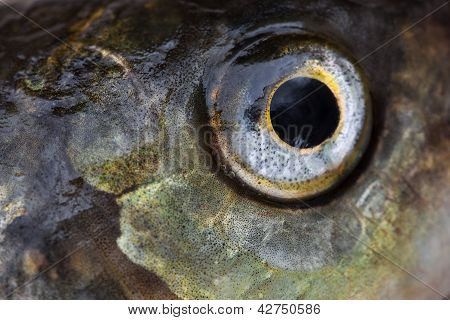 Kalojen silmä Close Up