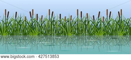 River Reeds In Grass. Pond Or Laje, Green Grass With Growing Reeds Reflected In Water. Landscape Sea