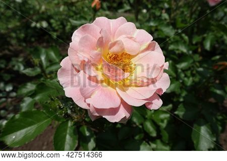 Closeup Of Light Pink Semi Double Flower Of Rose In May