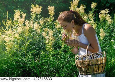 Young Woman Herbalist Inhales The Aroma Of Meadowsweet During Her Harvest In The Meadow