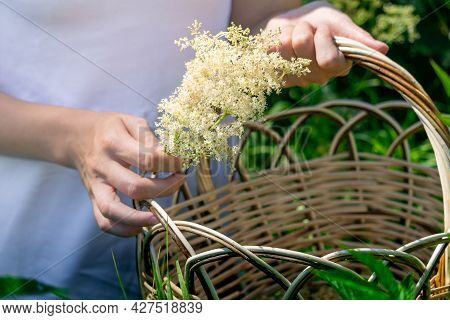 Young Woman Herbalist Gathers Meadowsweet Inflorescences In A Basket In The Meadow, Hands Close-up