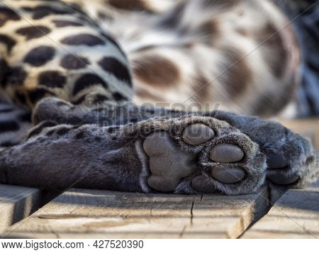 Leopard's Hind Foot. The Toe Pads And Metacarpal Paw Pad Are Clearly Visible. Leopard Lies On Wooden