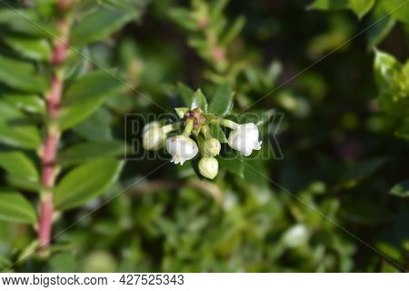 Prickly Heath White Flowers - Latin Name - Gaultheria Mucronata (pernettya Mucronata)