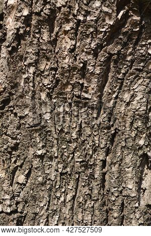 Dragons Claw Willow Bark Detail - Latin Name - Salix Matsudana Tortuosa