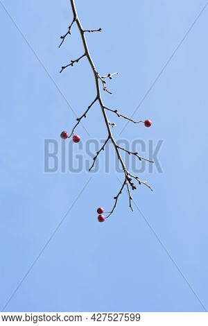 Common Hawthorn Branch With Fruit - Latin Name - Crataegus Monogyna