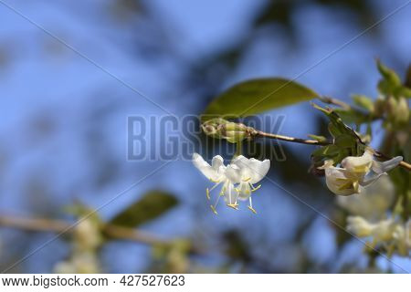 Winter Flowering Honeysuckle Flowers - Latin Name - Lonicera Fragrantissima