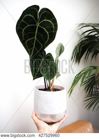 Hand Holding An Anthurium Clarinervium Or White - Veined Anthurium In A Planter Against A White Back