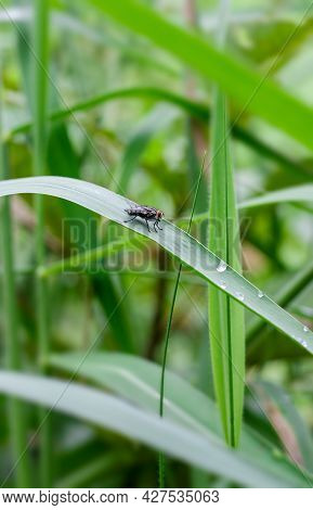 A Black Common Bottle Fly Sitting On A Wild Green Leaf In The Jungle