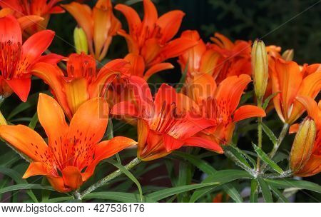 Dahurian (pennsylvania) Lily Flowers Close-up On A Dark Background.