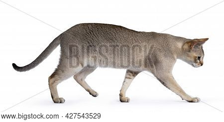 Handsome Young Adult Singapura Cat, Walking Side Ways Looking Straight Ahead Away From Camera With M