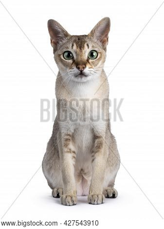 Handsome Young Adult Singapura Cat, Sitting Up Facing Front. Looking Straight At Camera With Mesmeri