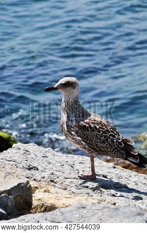 Seagull On A Large Stone On A Blurred Background Of Waves. Seabird On A Flat Stone.