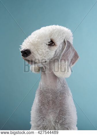 White Bedlington Terrier. Funny Breed Pet In Studio On A Blue Background. Happy Dog