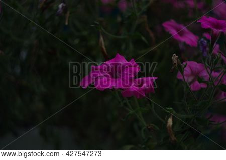 A Nature Photo Is A Beautiful Petunia Flower. Plant Petunia Flower With Blooming Pink Petals. Pink P