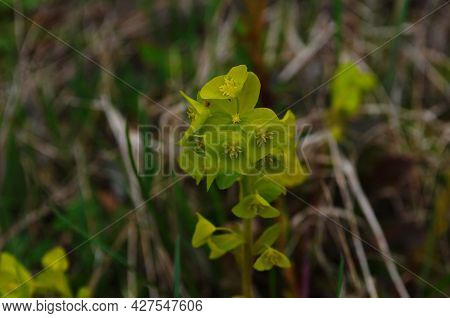 Euphorbia Flowering Evergreen Plant In A Garden.