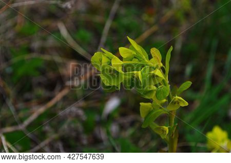 Euphorbia Flowering Evergreen Plant In A Garden.