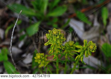 Euphorbia Flowering Evergreen Plant In A Garden.