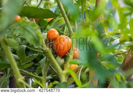 Fresh Unripe Red Tomatoes Growing In Farm. Red Cocktail Size Tomato Growing On Tree. Tomatoes Hangin