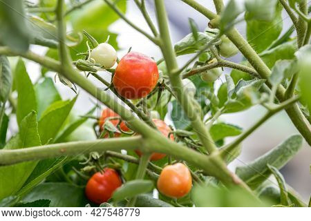 Fresh Unripe Red Tomatoes Growing In Farm. Red Cocktail Size Tomato Growing On Tree. Tomatoes Hangin