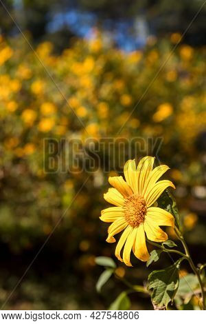 Mexican Sunflower. Landscape Of Yellow Flower Field. Tree Marigold Or Mexican Sunflower Field. Mexic