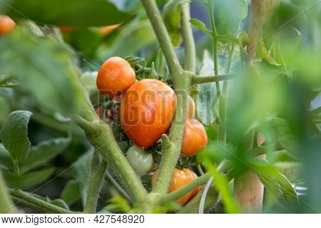 Fresh Unripe Red Tomatoes Growing In Farm. Red Cocktail Size Tomato Growing On Tree. Tomatoes Hangin