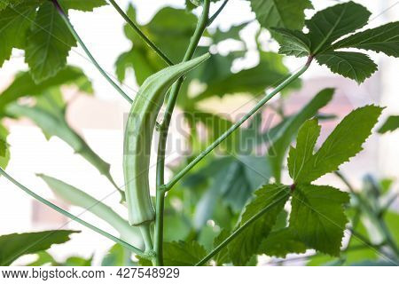 Okra Vegetable On Plant In Farm. Okra Plant Growing In Home Garden. Okra Flower