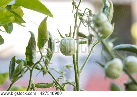 Small Green Tomatoes Ripen In The Farm. Tomato Trees Are Fruiting In The Garden. Young Tomatoes Are 