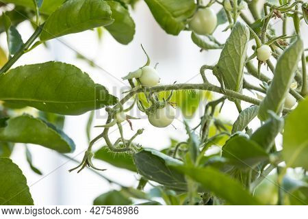 Small Green Tomatoes Ripen In The Farm. Tomato Trees Are Fruiting In The Garden. Young Tomatoes Are 