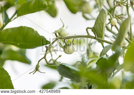 Small Green Tomatoes Ripen In The Farm. Tomato Trees Are Fruiting In The Garden. Young Tomatoes Are 