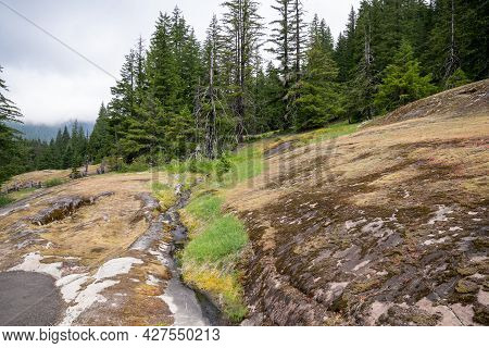Scenery Along The Overlook  Trail At The Box Canyon Of The Cowlitz River In Mt Rainier National Park