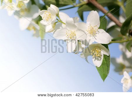 Yasemin (Filadelfus)