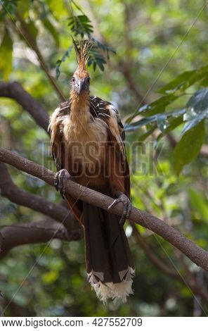 Bizarre Colorful Hoatzin (opisthocomus Hoazin) Sitting On Branch Looking Directly At Camera Pampas D