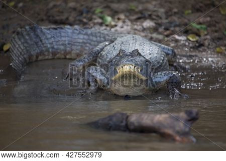 Closeup Of Black Caiman (melanosuchus Niger) On Riverbank Looking Directly At Camera Pampas Del Yacu