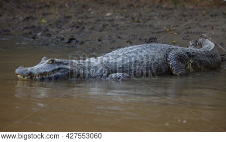 Closeup Portrait Of Black Caiman (melanosuchus Niger) Entering Water From Riverbank Pampas Del Yacum