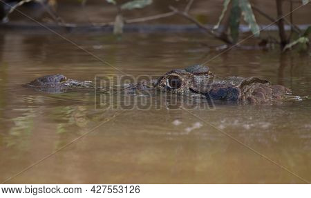 Closeup Portrait Of Black Caiman (melanosuchus Niger) Head And Eye Submerged In Water Pampas Del Yac